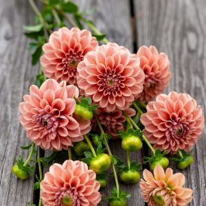 SH (Side Hill) Claypot