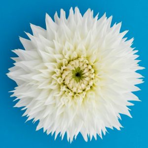 SH (Side Hill) Gilly