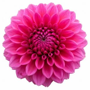 SH (Side Hill) Marcie