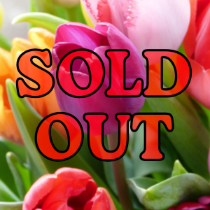 Tulip Flower Arrangements