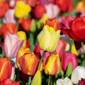 Tulip Subscription