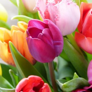 Tulip Flower Arrangements