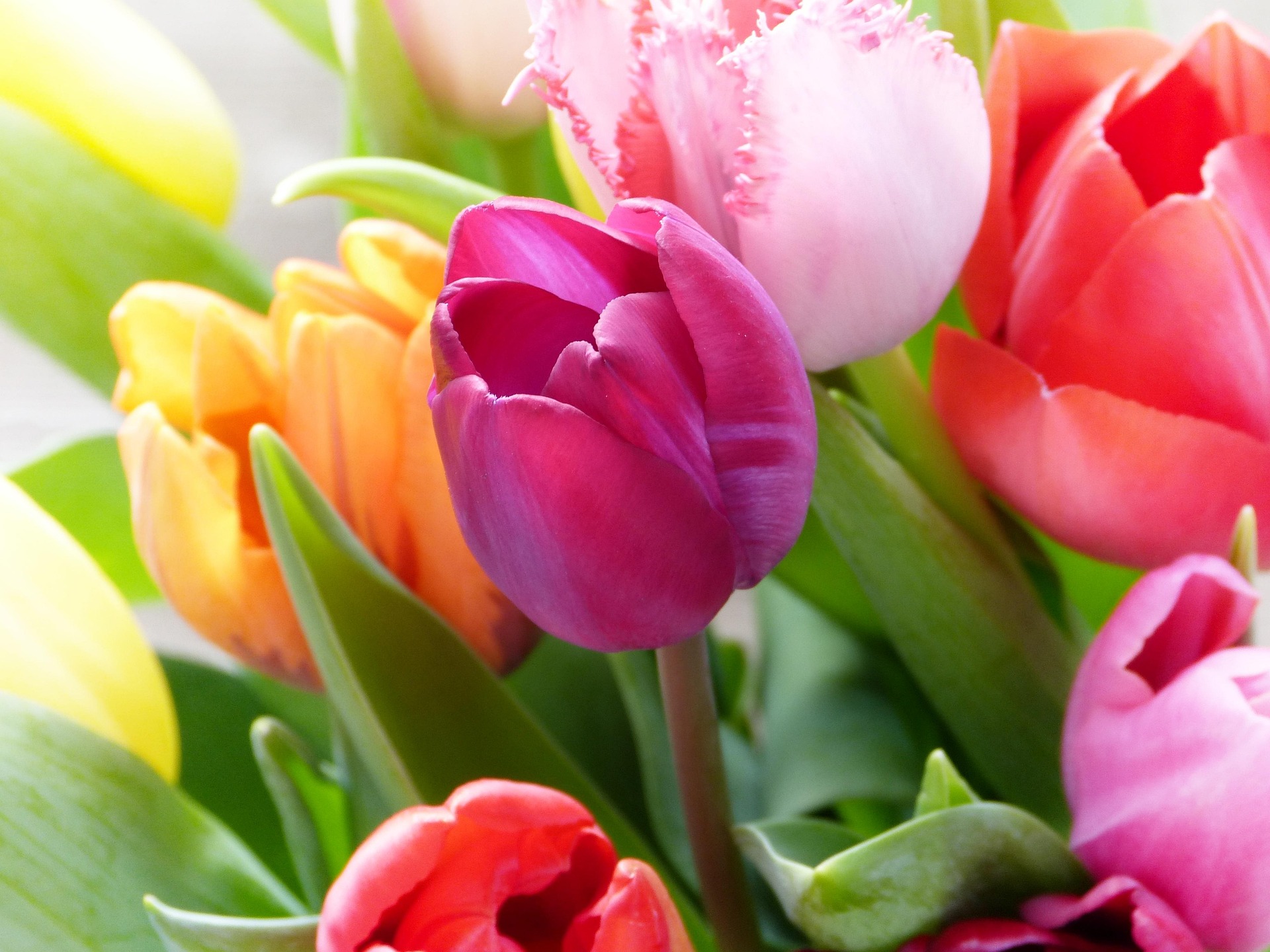 Tulip Flower Arrangements