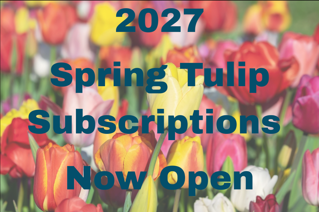 2027 Spring Tulip CSA - Image 2