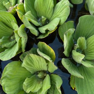 Pond Plants